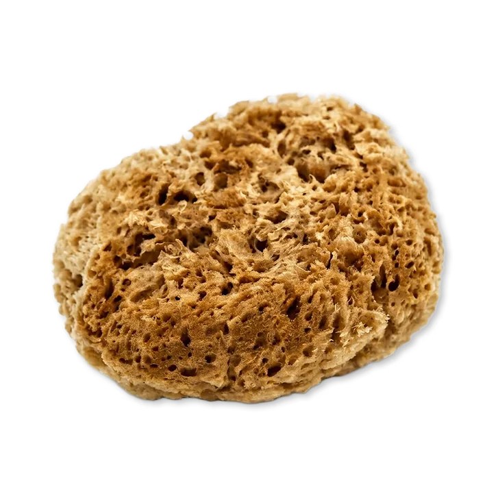 SpongeBox Soft Serenity Sheep Wool Gentle Body & Bath Natural Sea Sponge 6-6.5 Inches