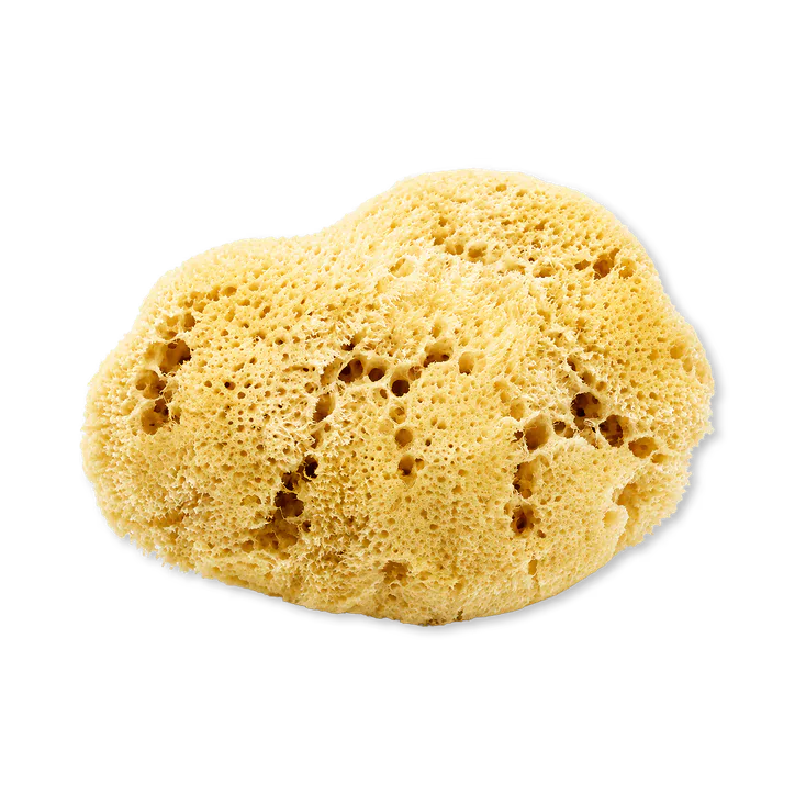 SpongeBox SilkGlow Gentle Body & Bath Natural Sea Sponge 5-5.5 Inches