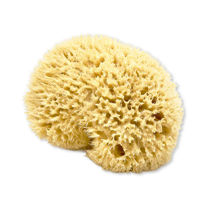 SpongeBox Golden Glow Honeycomb Luxury Body & Bath Natural Sea Sponge 5-5.5 Inches