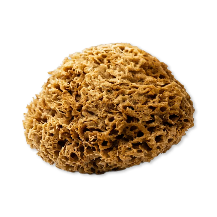 SpongeBox Soft Serenity Sheep Wool Gentle Body & Bath Natural Sea Sponge 5-5.5 Inches